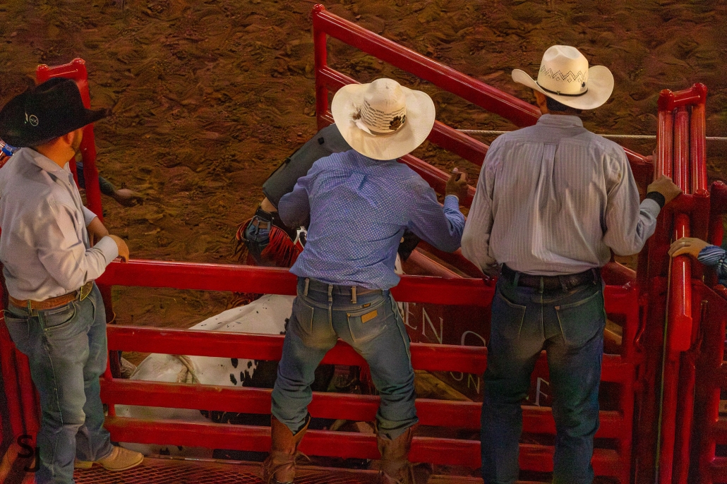 Behind the scenes at the roughstock rodeo — cowboys preparing in the bucking chutes at Horseshoe Harvest Hangout, Horseshoe Park & Equestrian Centre, Queen Creek, AZ.