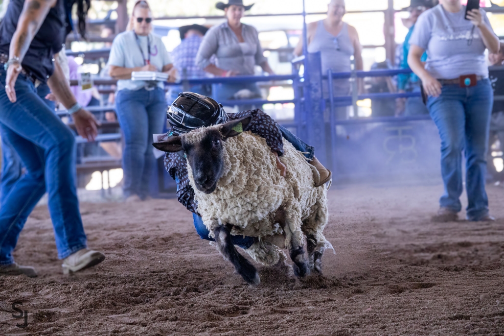A young child in protective gear riding a sheep during Mutton Bustin' at Horseshoe Harvest Hangout at Horseshoe Park & Equestrian Centre in Queen Creek, AZ — part of the roughstock rodeo by 406 Rodeo, returning October 30–31, 2026.
