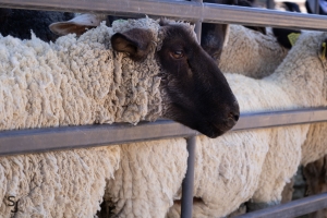A sheep looks at the camera during the mutton busting event at Horseshoe Harvest Hangout.